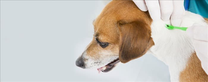 Чем могут заразиться собаки от клещей?