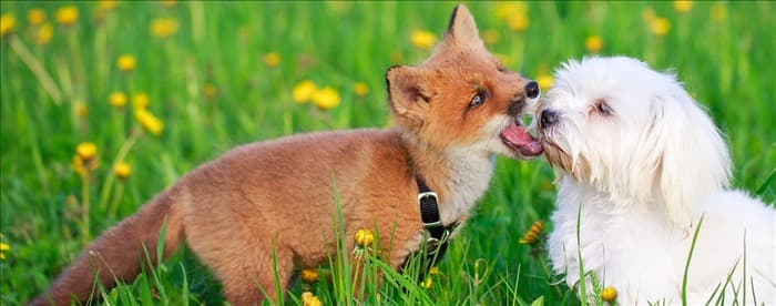 Чем собаки могут заразиться от лисиц?
