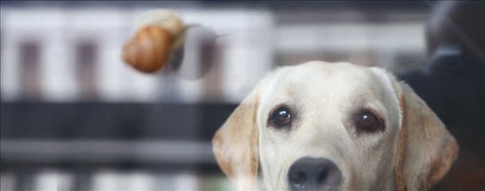 Чем собаки могут заразиться от слизней?