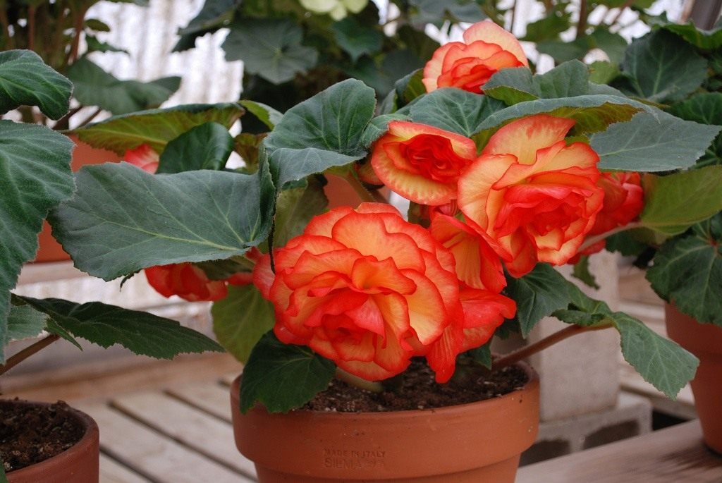 tuberous-begonias3-9971772