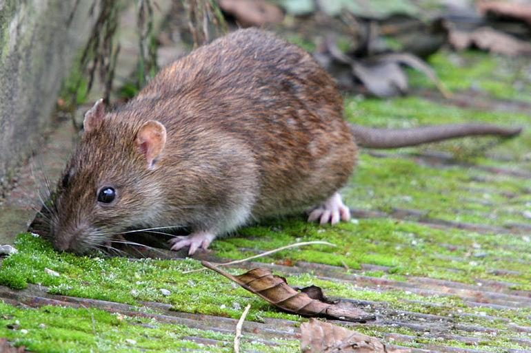 Как различить следы мыши и крысы