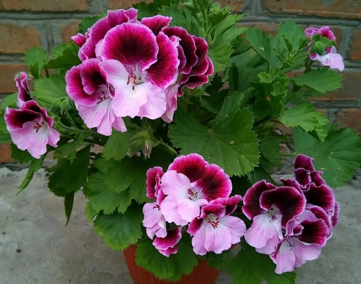 1650524154_27-vsegda-pomnim-com-p-kak-tsvetet-pelargoniya-korolevskaya-foto-29-5645394