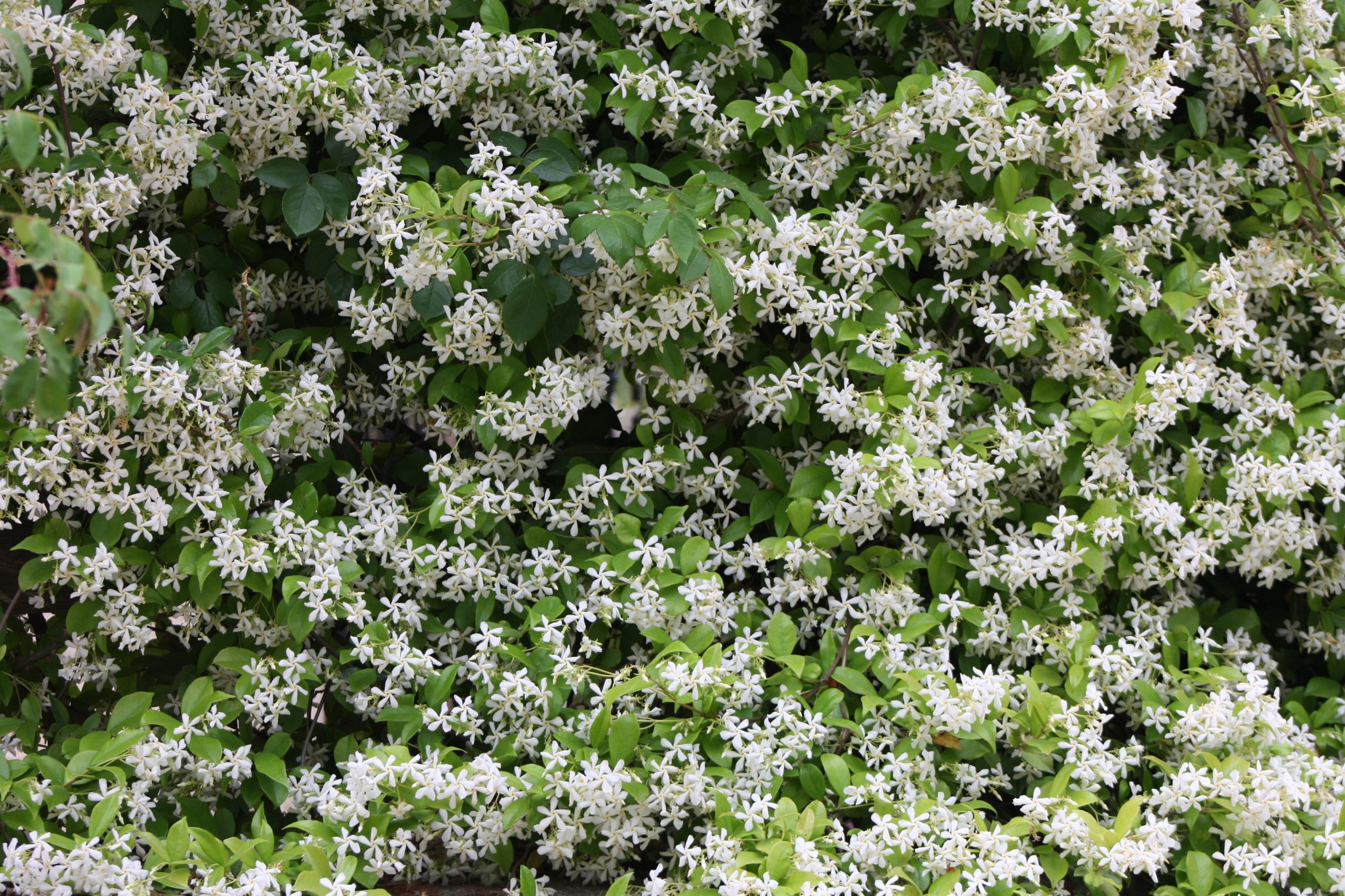 flowers-leaves-jasmine-white-green-nature-plant-flower-flora-spring-flowering-plant-shrub-tree-groundcover-subshrub-1439253-4468778